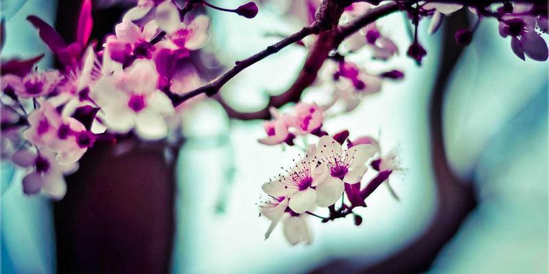 软件开发61与开发168：现代企业数字化转型的技术咨询双引擎