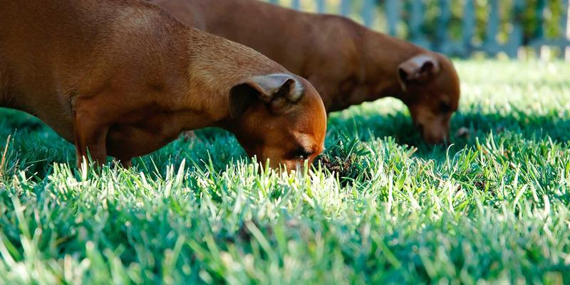 软件开发新趋势:系统集成、IT外包与开发168模式的深度解析